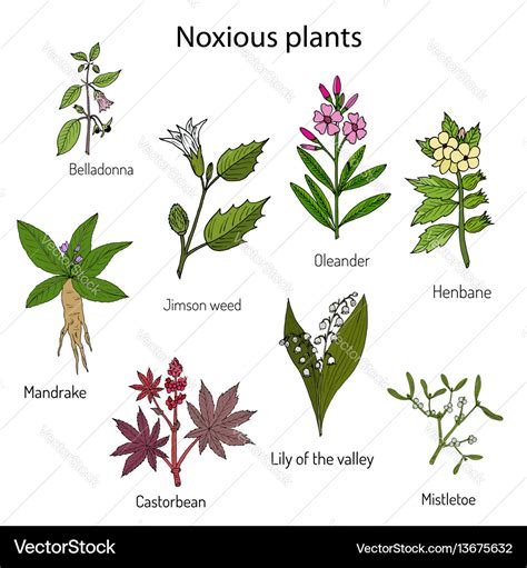 Poisonous plants collection Royalty Free Vector Image