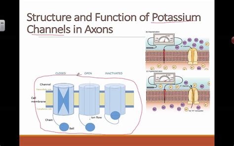 Potassium Ion Channel