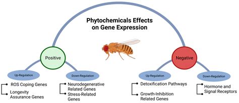 Ijms Free Full Text Drosophila Melanogaster As A Translational