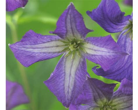 Floraself® Bosrank Clematis Viticella Potmaat Ø16 Cm Kopen Hornbach