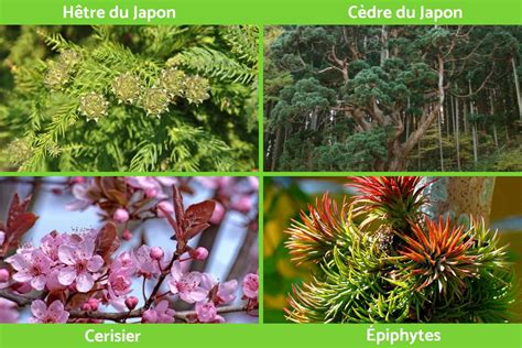 Faune Et Flore Du Japon Caract Ristiques Et Exemples