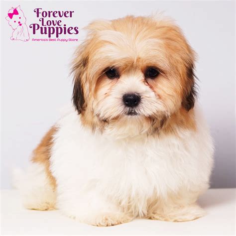 Maltishi Puppies for Sale | Forever Love Puppies