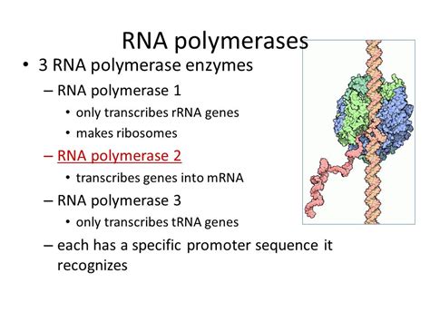 Dna Polymerase 1 Vs 3