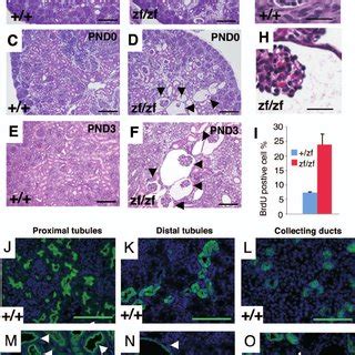 Targeting The Glis Locus A Schematic View Of The Mouse Glis Locus