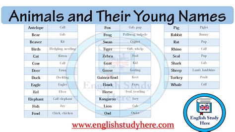 Animals and Their Young Names - English Study Here