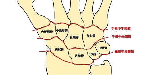 手関節（1）手根骨の構造と特徴｜宮城島大樹＠日本で最もトレーナーを育成してるトレーナー