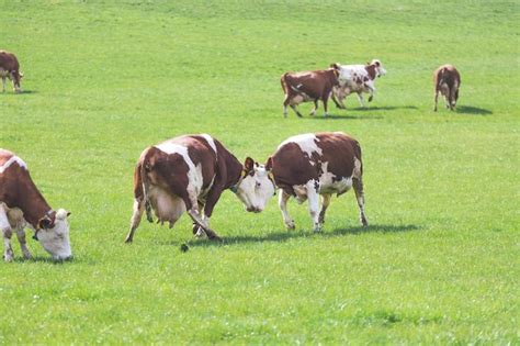 Premium Photo Organic Farming In Austria Happy Cows Are Playing On The Meadow Spring Time