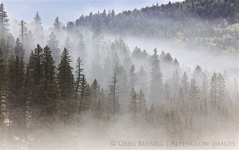 Fog and Pine Trees | Alpenglow Images