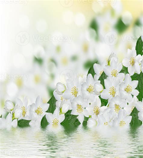 White jasmine flower. 9892887 Stock Photo at Vecteezy