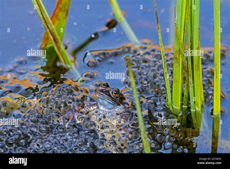 European Common Frog Brown Frog Grass Frog Rana Temporaria