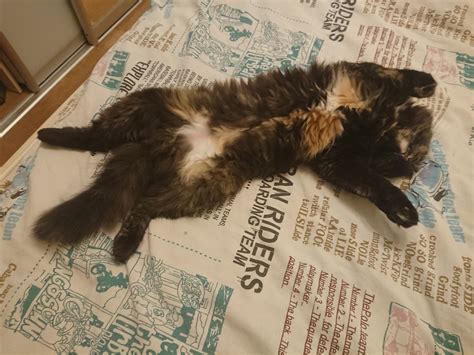 Кошка Кики | Пикабу