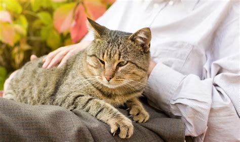 Adopter un Chat Âgé pourquoi et comment faire Chats Gâtés