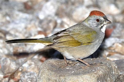 Green Tailed Towhee Landpks