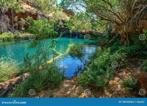 Fern Pool In Dales Gorge Karijini National Park Western Australia