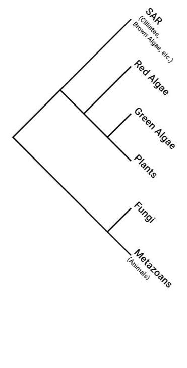 Solved Metazoan Phylogeny Amniote Phylogeny