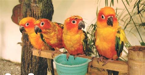 Kl Bird Park Admission Ticket With One Way Transfer Klook