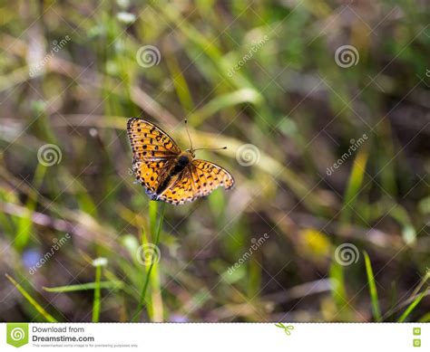 Borboleta Bonita Que Senta Se Na Planta Foto De Stock Imagem De Macio