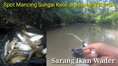 GAK PAKAI LAMA Lempar Umpan Langsung Strike Mancing Ikan Wader Di