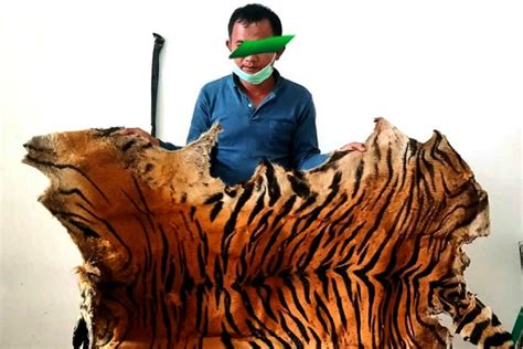 Jual Lembar Kulit Harimau Sumatera Warga Aceh Tenggara Ditangkap