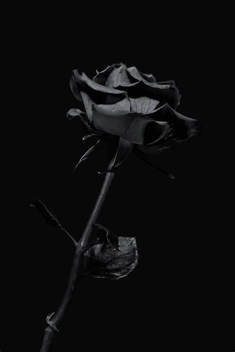 Black Roses Do They Exist Naturally Article Onthursd