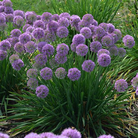 'Serendipity' Allium | Great Garden Plants