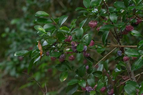 Glossy Acronychia From Enoggera Reservoir QLD 4520 Australia On May 11