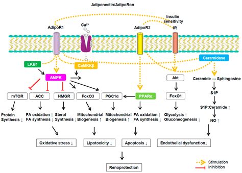 IJMS Free Full Text Mechanisms Of Adiponectin Action Implication