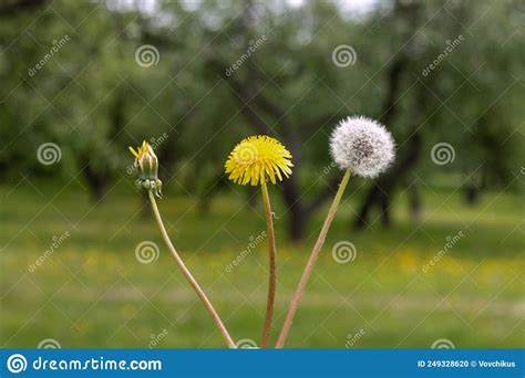 Unblown Yellow And Fluffy Dandelion On A Blurred Background The