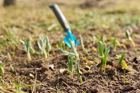 Gartenarbeiten Im April Was Ist Im April Im Garten Zu Tun