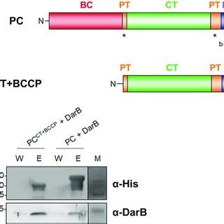 Darb Interacts With The C Terminal Part Of Pc A Domain Organization