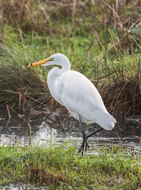 Egret Breakfast Photograph By Loree Johnson Fine Art America