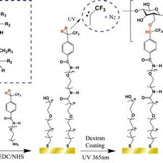 Scheme Of Dextran Hydrogel Surface Preparation Procedure The Inset