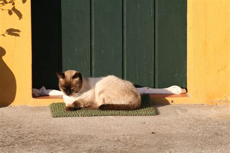 Lazy Cat Free Photo Download Freeimages
