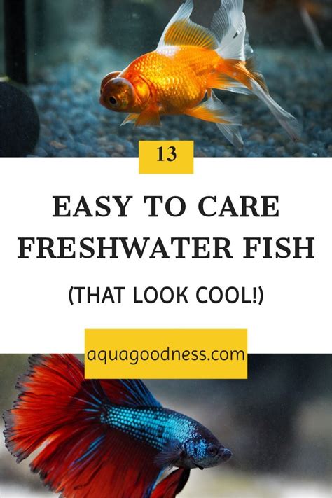 Easy Freshwater Fish To Take Care Of Benia Aquarium Fish