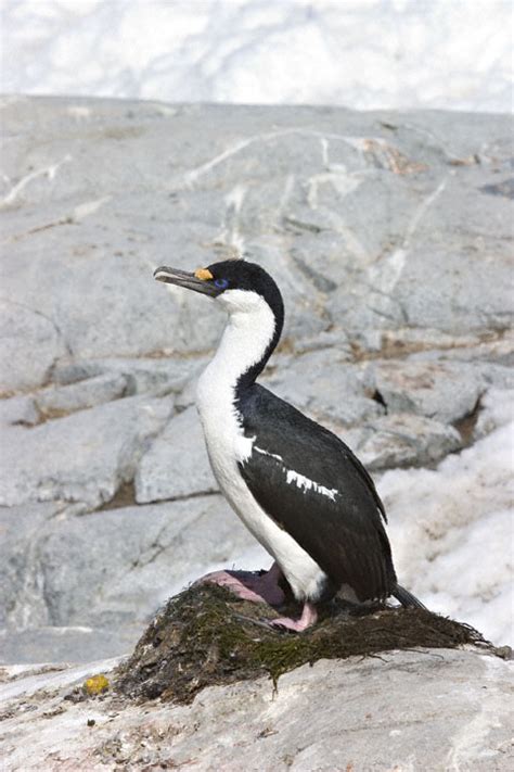 Antarctic Shag (Phalacrocorax bransfieldensis)