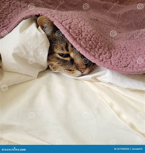 Sleeping Cat Snuggled Under Bed Cover Stock Photo Image Of Warm