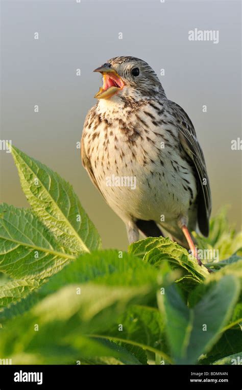 Corn Bunting Hi Res Stock Photography And Images Alamy