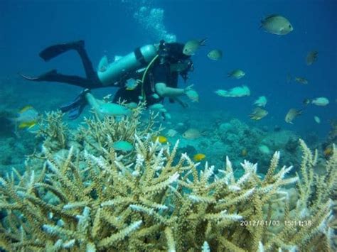 Scuba Diving | Havelock Island - What to Expect | Timings | Tips - Trip ...