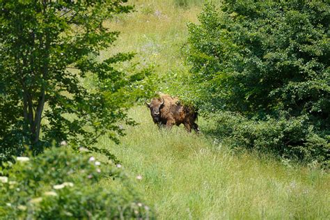 New bison boost in the Southern Carpathians | Rewilding Europe