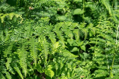 Orlovska bujad (Pteridium aquilinum)