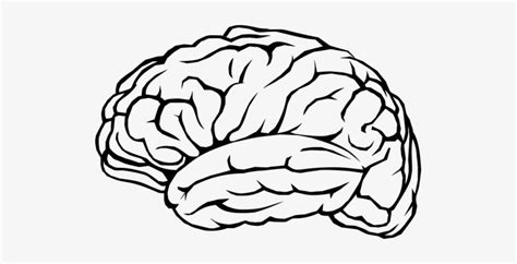 Brain Outline Png Png Black And White Library Brain Png X Png