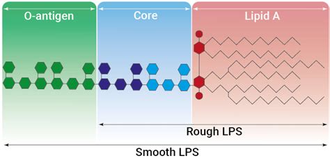 Lps B Lipopolysaccharide From E Coli O B Invivogen