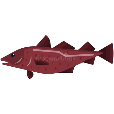 Cod Fish Vector Illustration Isolated On White Stock Vector