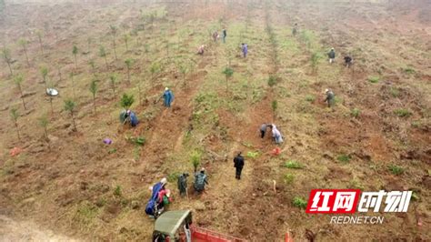 春回大地绿意浓丨绿色生态发展 荒山变青山临武县湖南频道红网