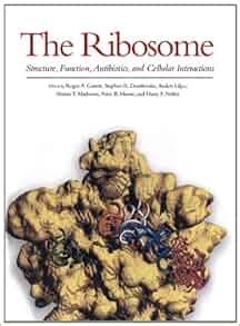 The Ribosome, Structure, Function, Antibiotics, and Cellular ...