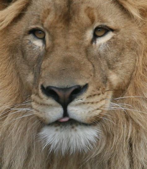 Lion 01 Columbus Zoo Lion Becker1999 Flickr