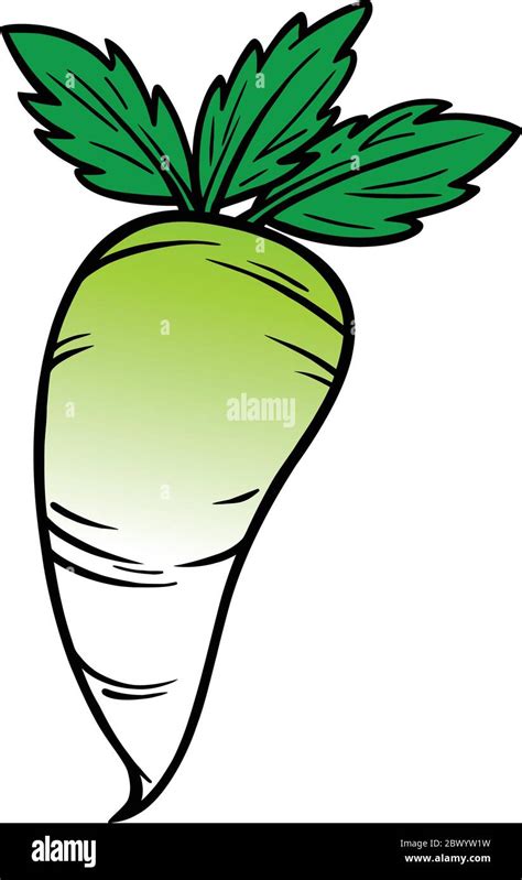 Daikon An Illustration Of A Daikon Stock Vector Image And Art Alamy