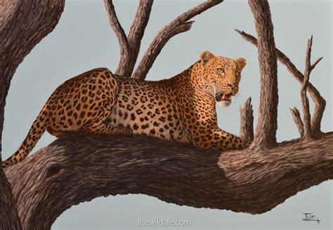 Leopard Paintings Wildlife Paintings By Ilse De Villiers Real Africa