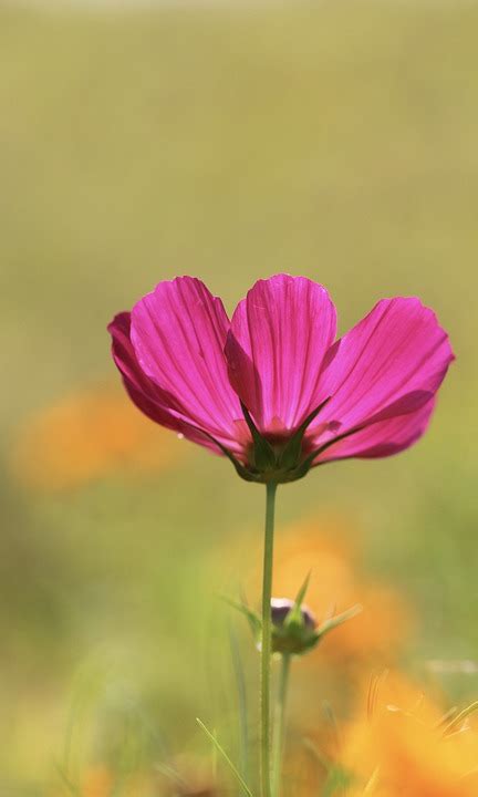 Garden Cosmos Pink - Free photo on Pixabay - Pixabay