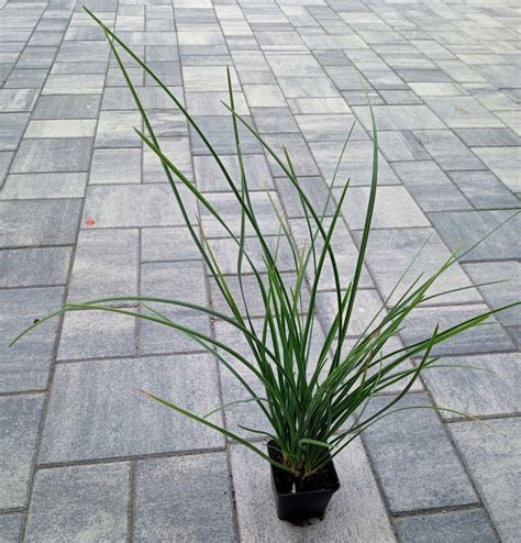 Sesleria Heuflera zimozielona duża trawa GRATIS 10912356746